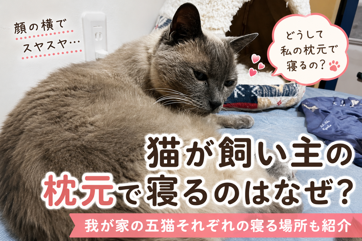 猫が飼い主の枕元で寝るのはなぜ？顔の横で眠る我が家の五猫から考えてみた