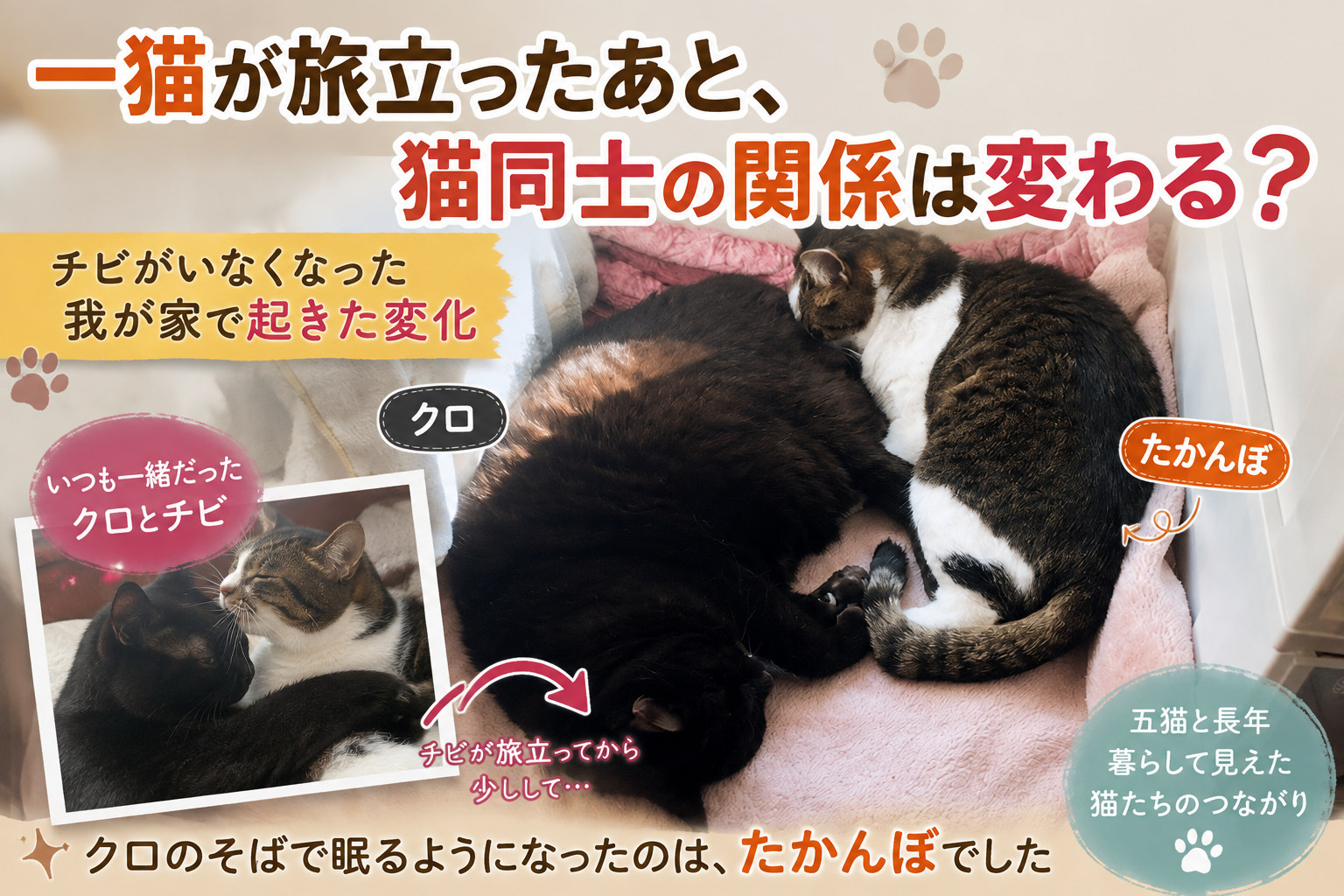 一猫が旅立つと多頭飼いの猫同士の関係は変わる？チビがいなくなった我が家で起きた変化