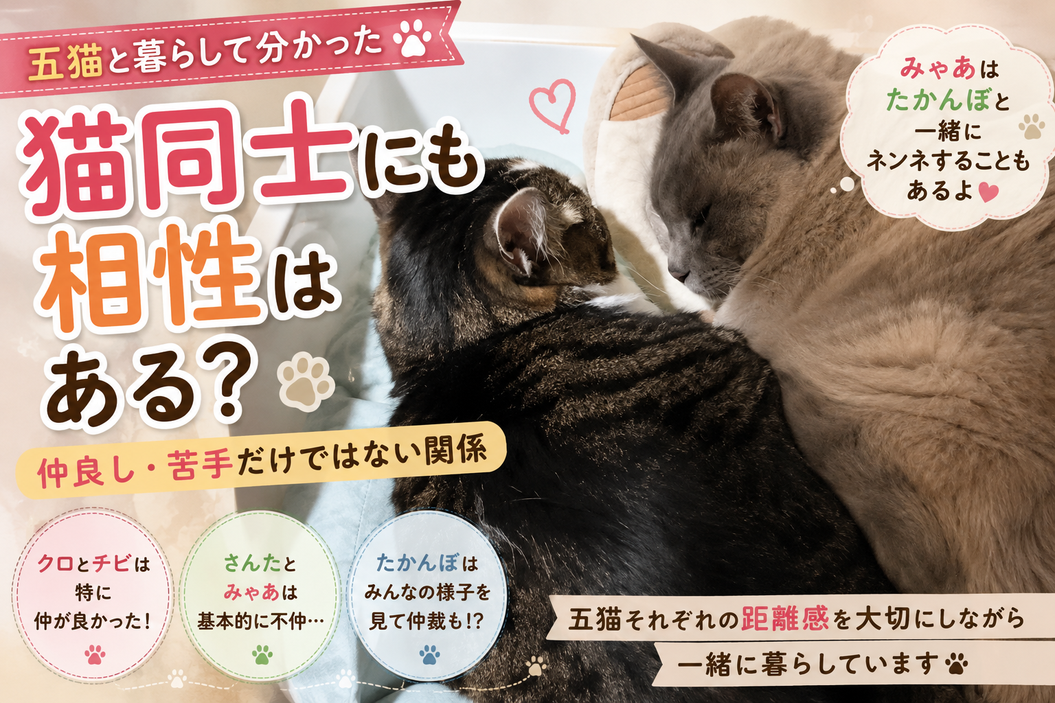 猫同士にも相性はある？五猫と暮らして分かった仲良し・苦手だけではない関係
