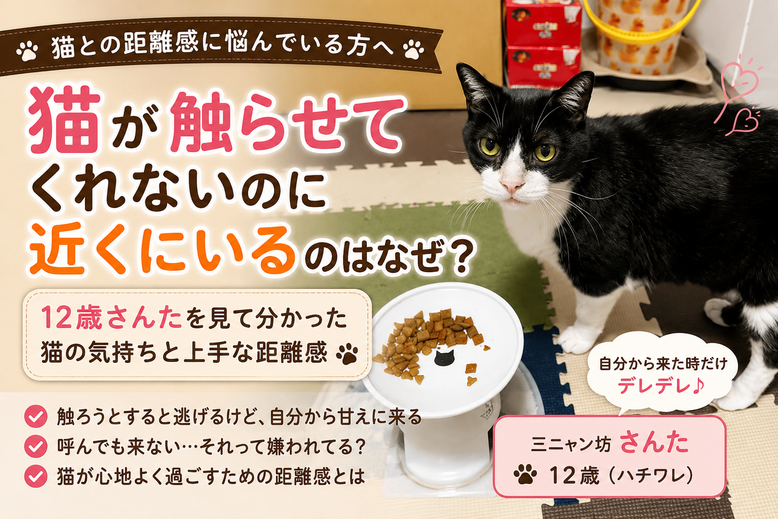 猫が触らせてくれないけど近くにいるのはなぜ？12歳さんたを見て分かった距離感