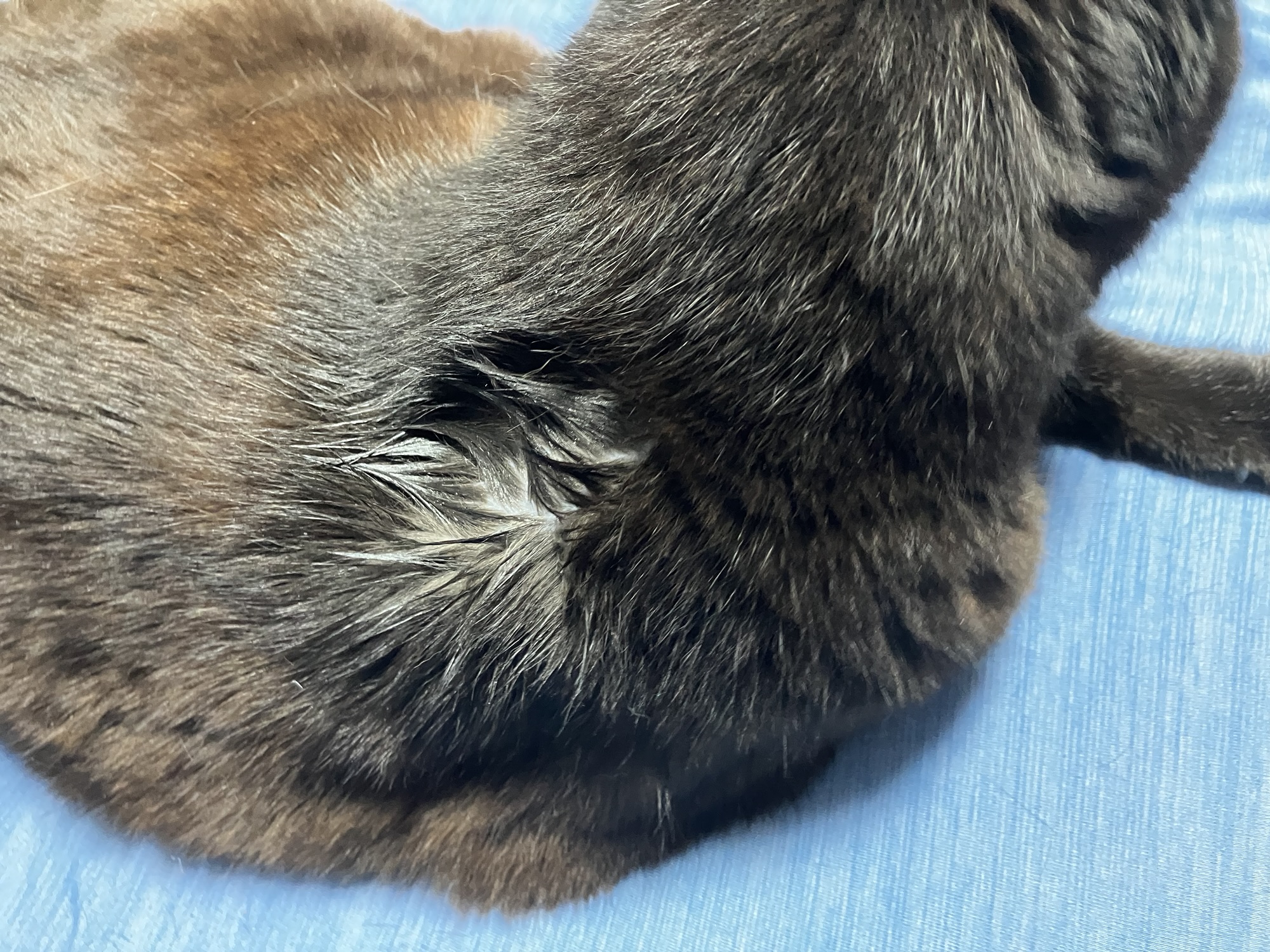 ネクスガード キャット コンボ投薬後の猫の様子