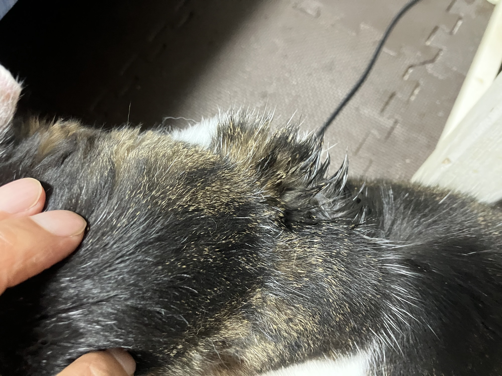 ネクスガード キャット コンボ投薬後の猫の様子