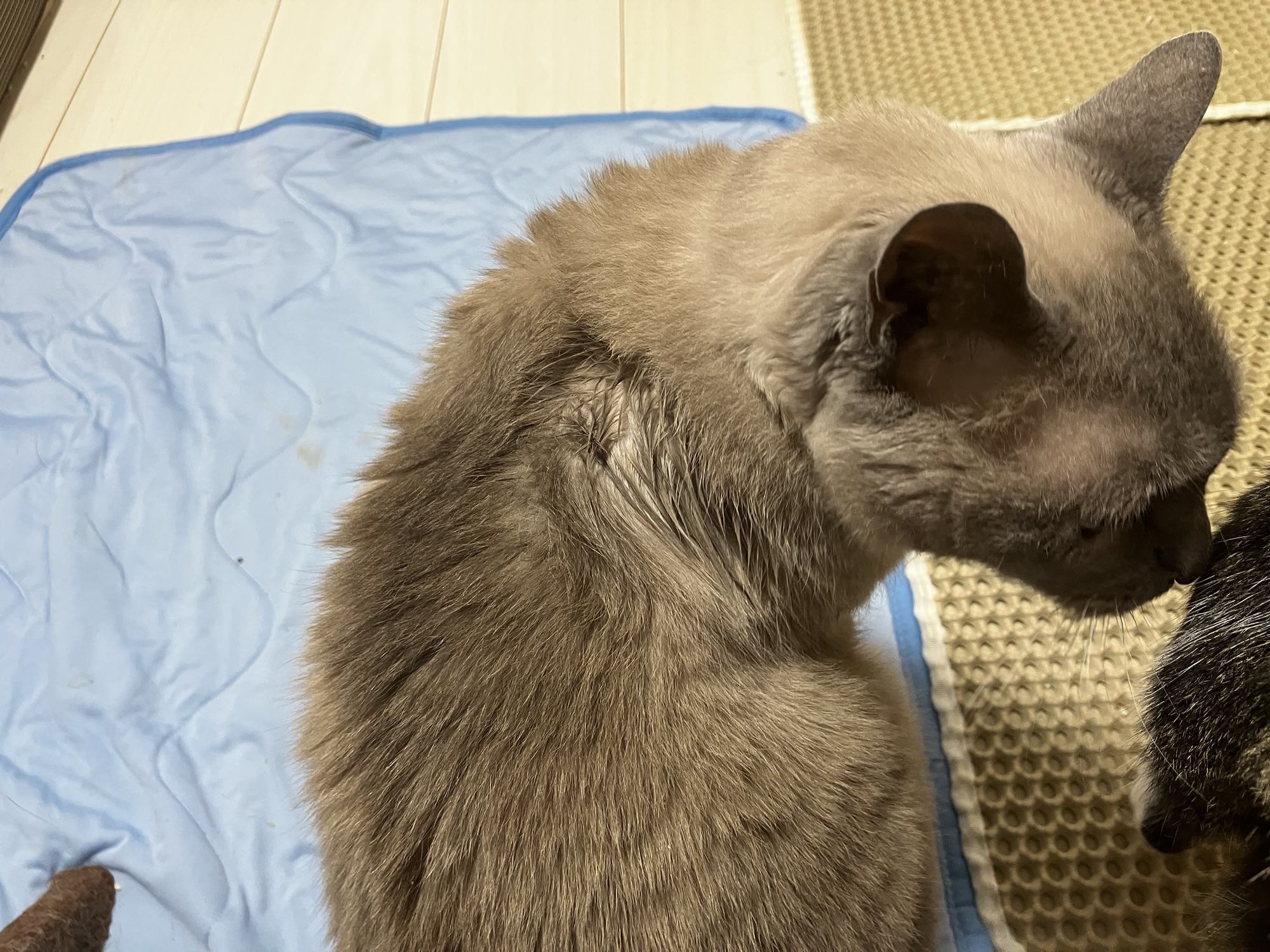 ネクスガード キャット コンボ投薬後の猫の様子