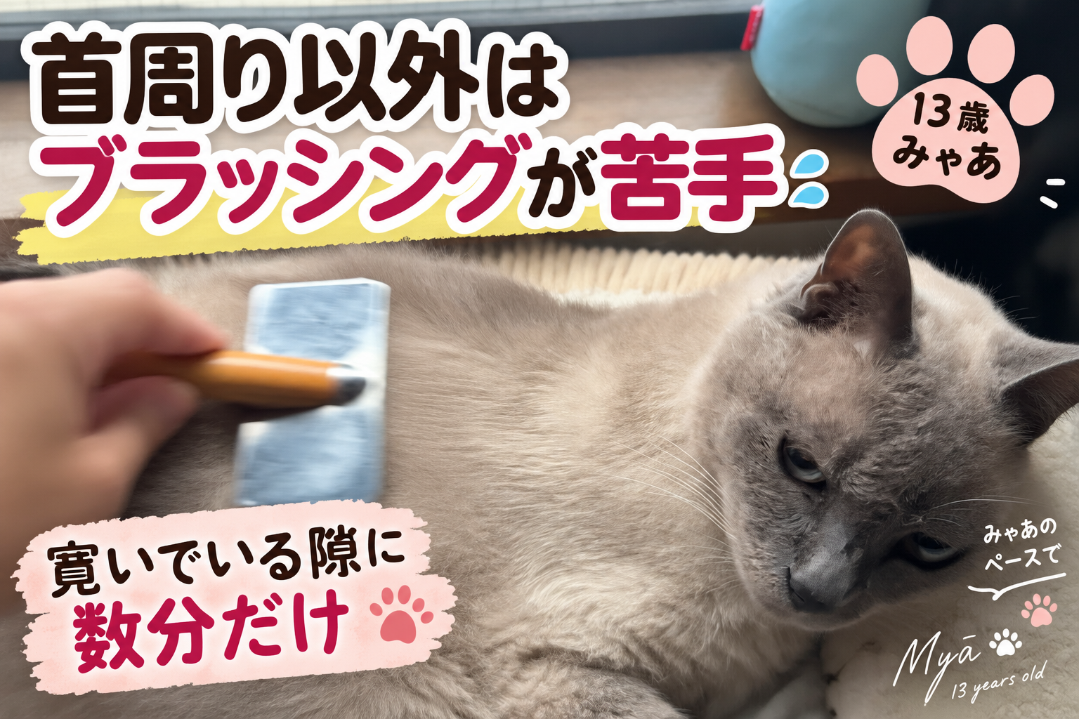 猫がブラッシングを嫌がる場所はどうする？首周りしかできない13歳みゃあの場合