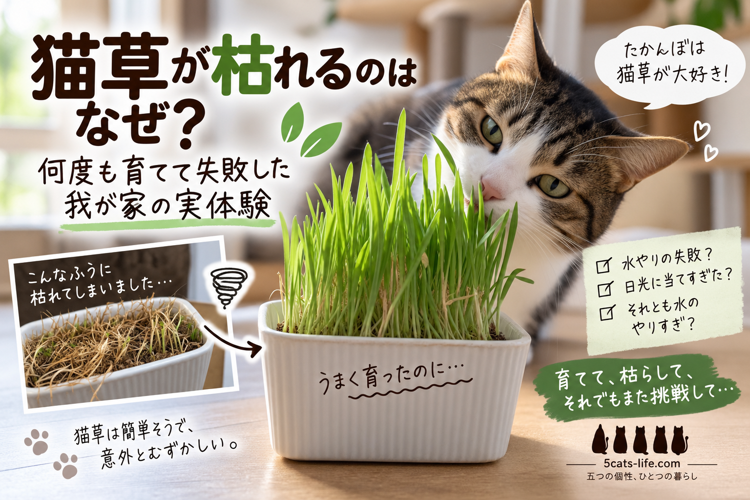 猫草が枯れるのはなぜ？何度も育てて失敗した我が家の実体験