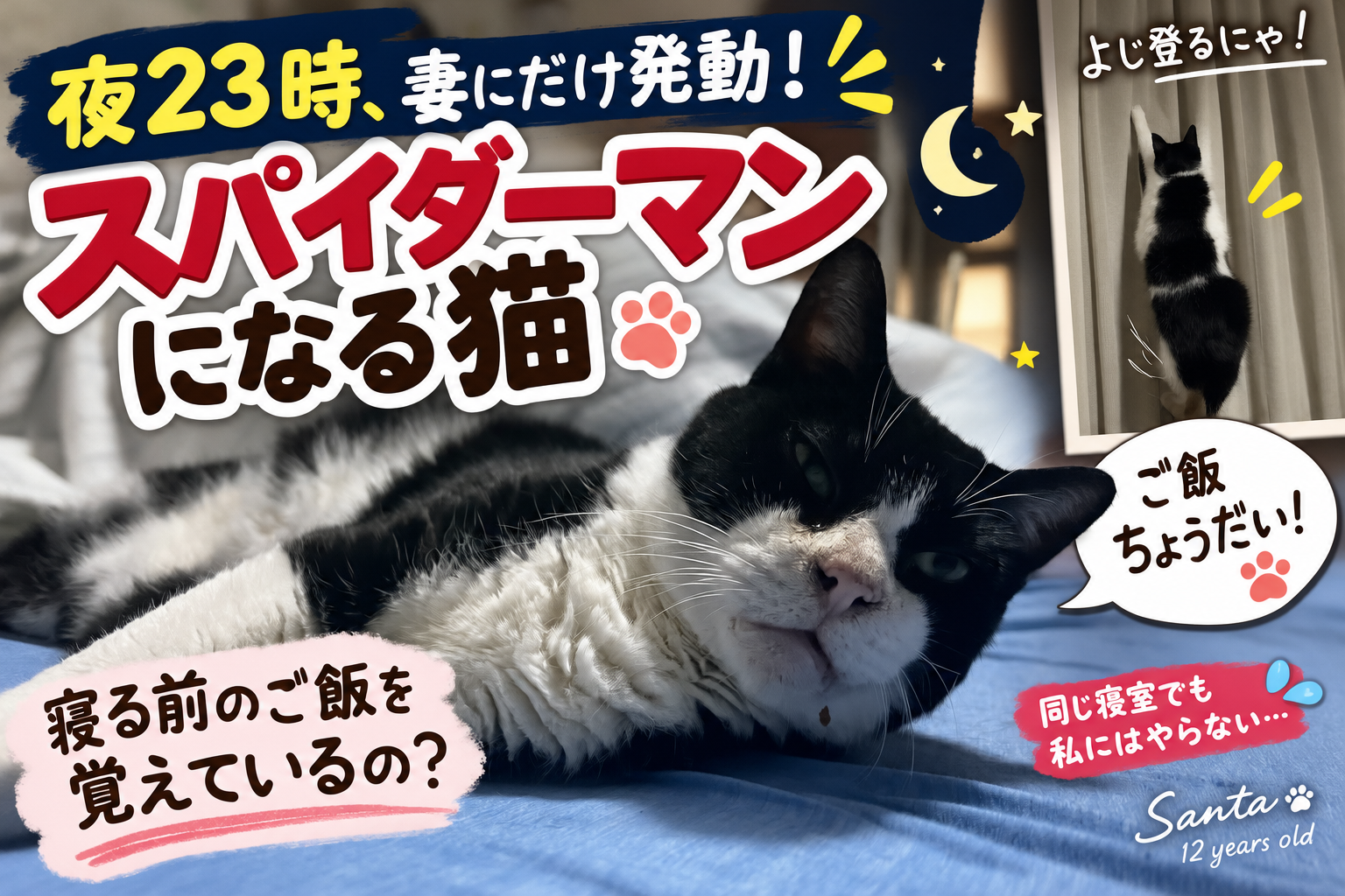猫はご飯をくれる人を覚えている？妻にだけカーテン登りで催促する12歳さんた