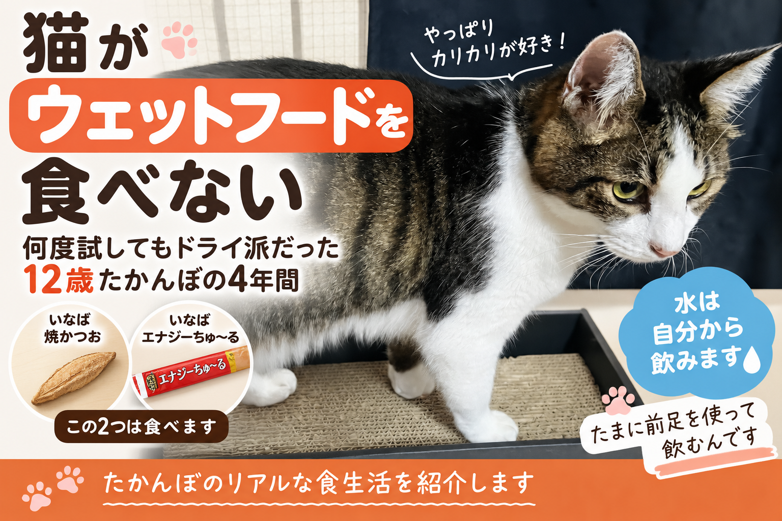 猫がウェットフードを食べない｜何度試してもドライ派だった12歳たかんぼの4年間