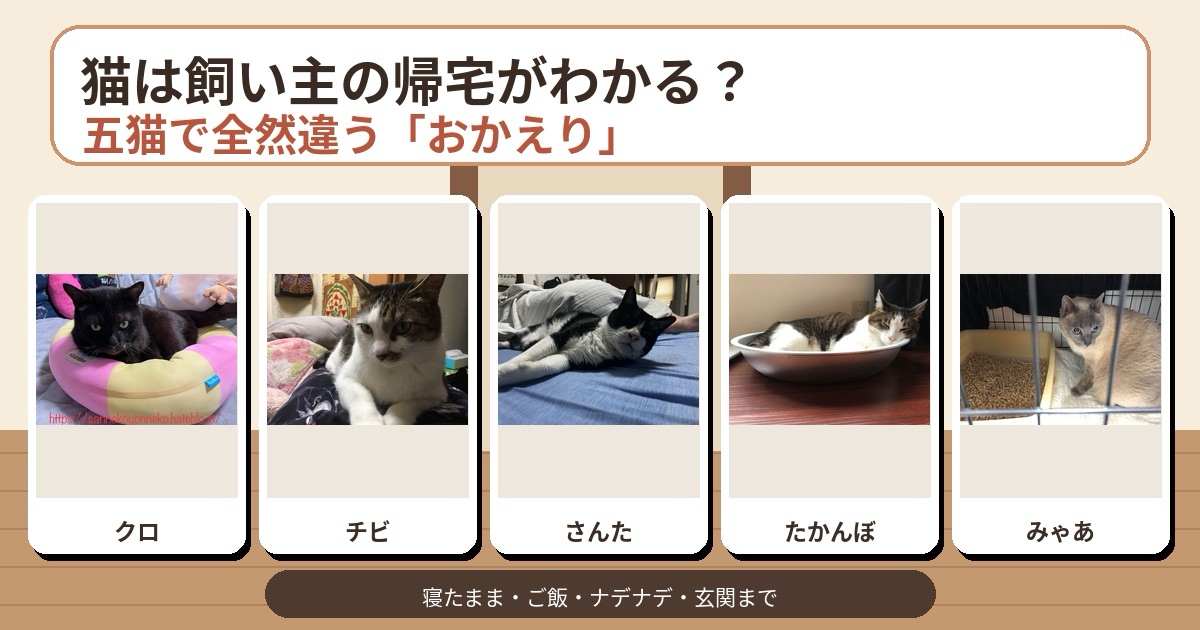 猫は飼い主の帰宅がわかる？五猫それぞれ違った「おかえり」の迎え方