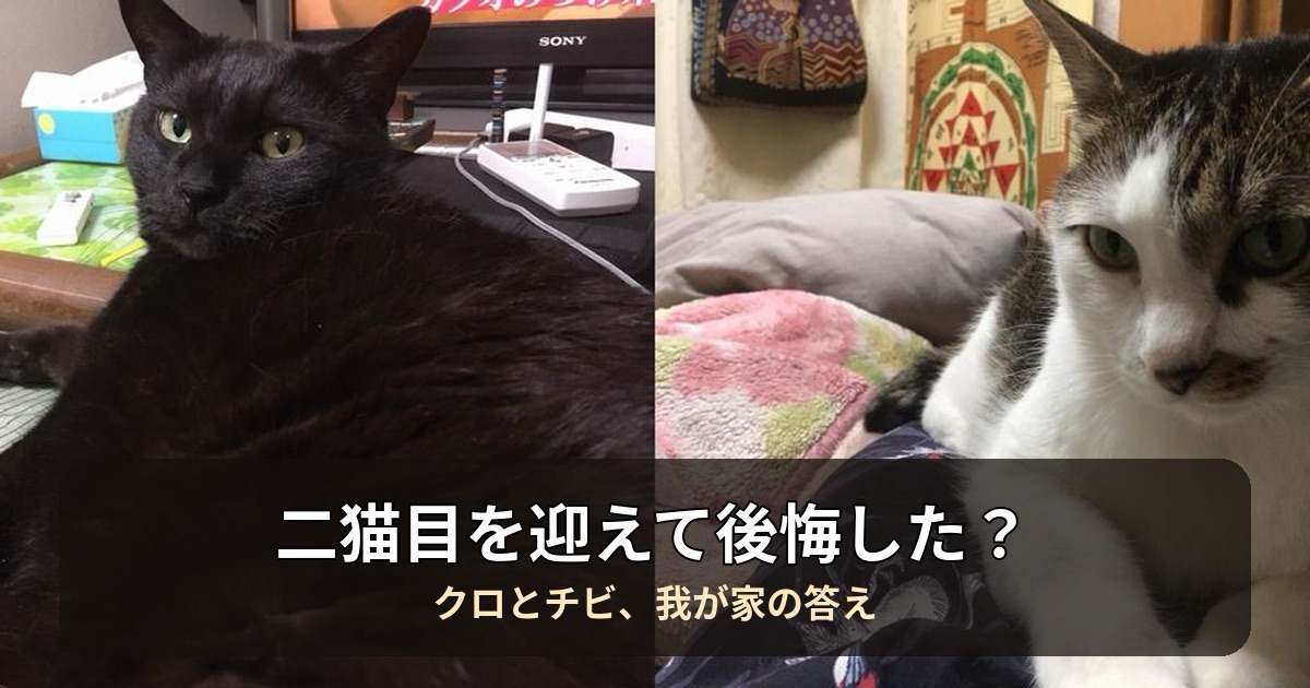 猫の二猫目を迎えて後悔した？チビを迎えて分かった多頭飼いの現実
