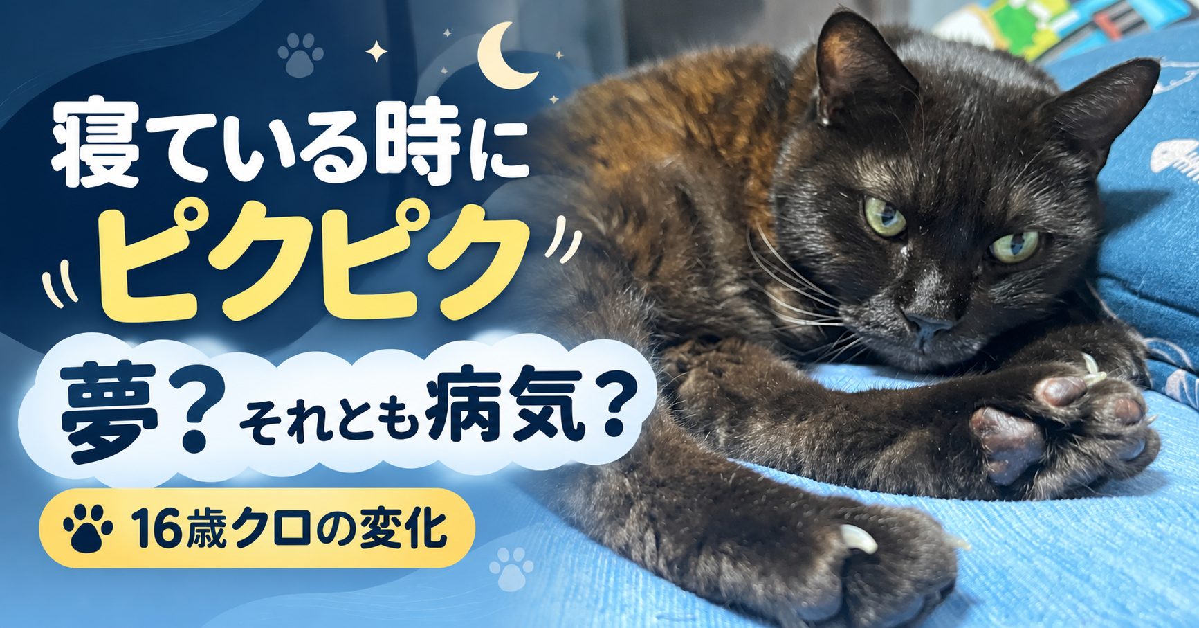 猫が寝ている時に足をピクピクするのは夢？16歳クロで回数が増えて気になったこと