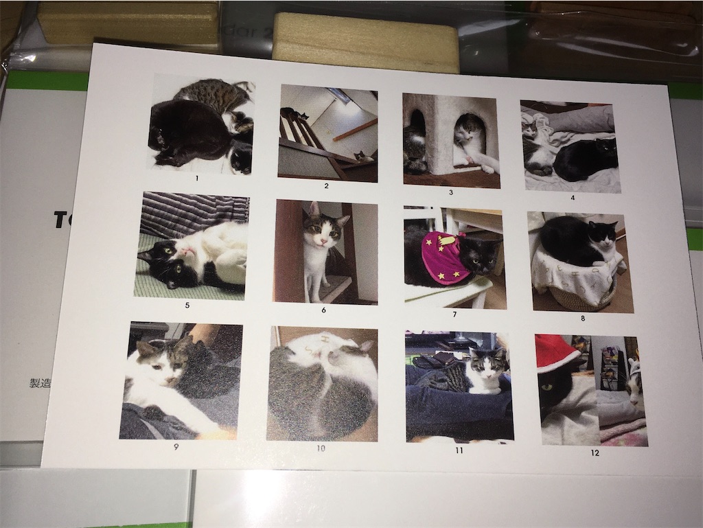 2021年版のTOLOT卓上カレンダーに選んだ四猫の写真12枚の一覧